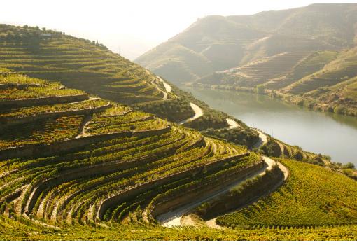 Viñedos milenarios y Bodegas de renombre